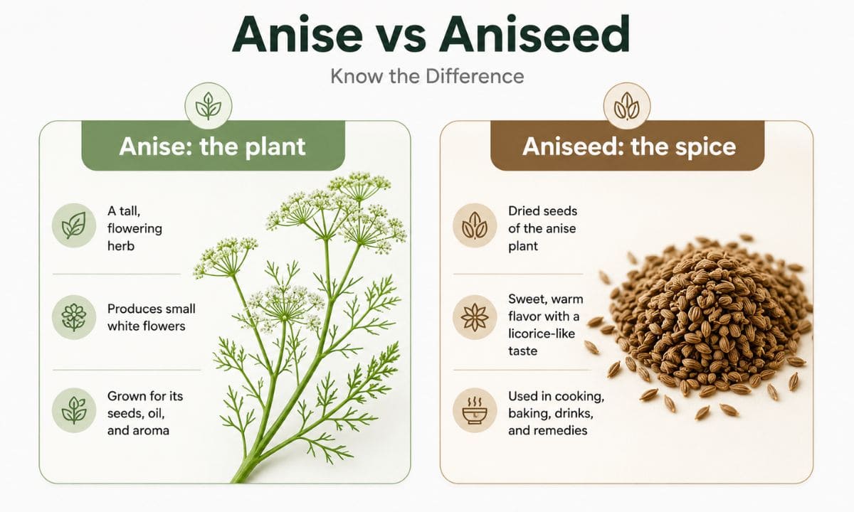 Anise vs Aniseed AnSWER